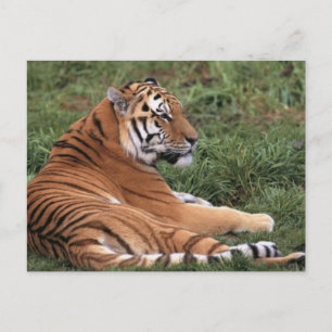 Carte postale du tigre se prélassant dans l'herbe