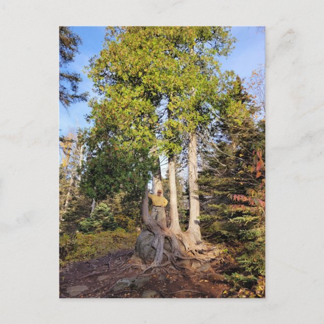 Carte postale du Trône de cèdre Tettegouche Minnes (Devant)