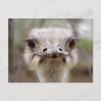 Carte postale du visage d'Ostrich