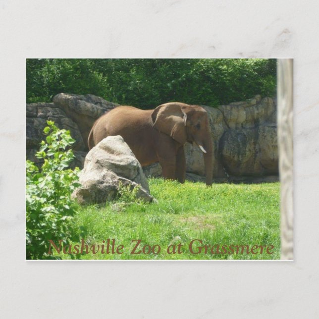 Carte postale du zoo de Nashville (Devant)
