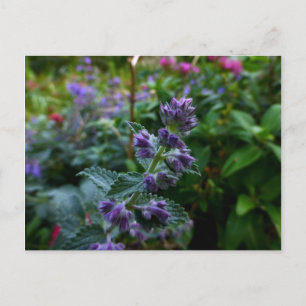 Carte Postale Dublin Blooms