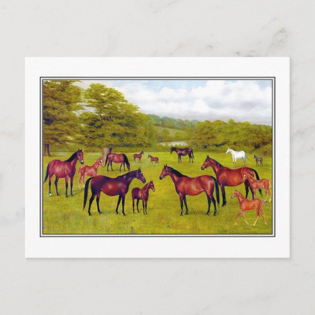 Carte Postale Duc des Mares et Foal de Westminster (Devant)