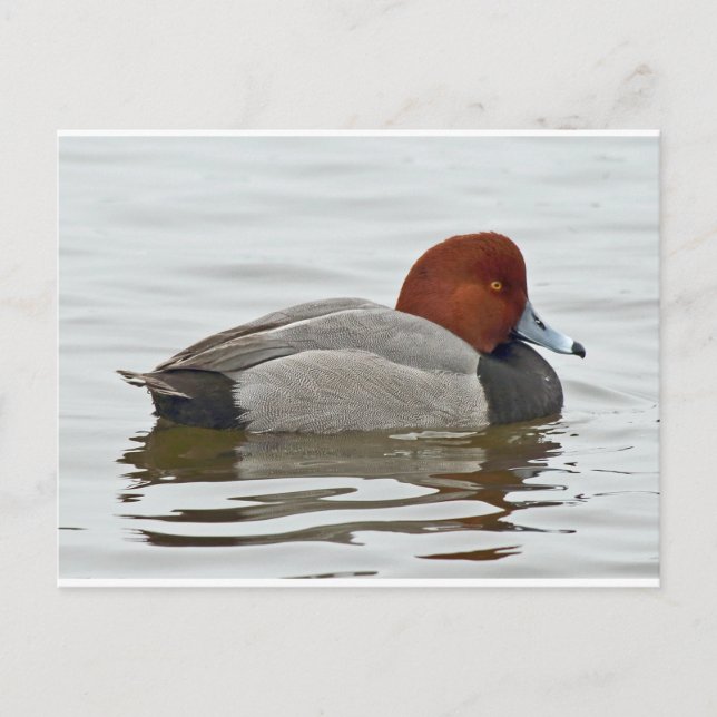 Carte Postale Duck à tête rouge Drake (Devant)