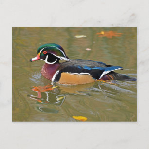 CARTE POSTALE DUCK NAGEANT DANS LE LAC. BEAU CADEAU DE DUCK EN B