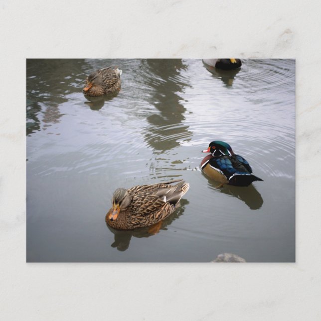 Carte postale Duck Pond (Devant)
