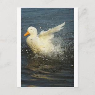 Carte Postale Duck Splash