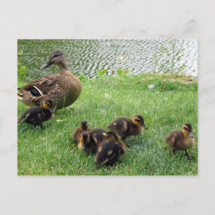 Carte Postale Ducks (homonymie)