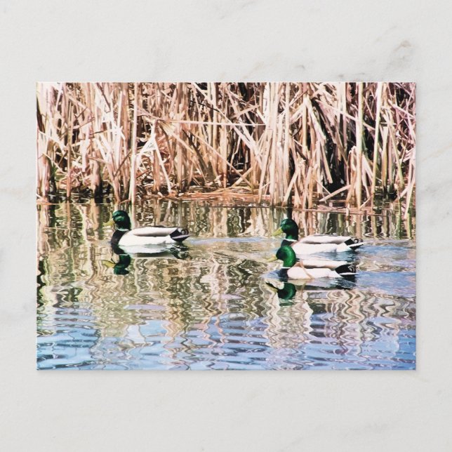 CARTE POSTALE DUCKS SAUVAGES (Devant)