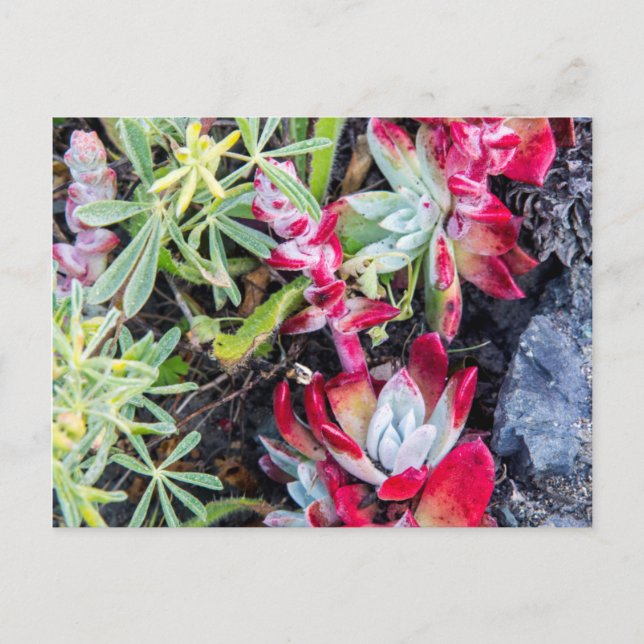 Carte Postale Dudleya de la côte à Point Reyes National Seashore (Devant)
