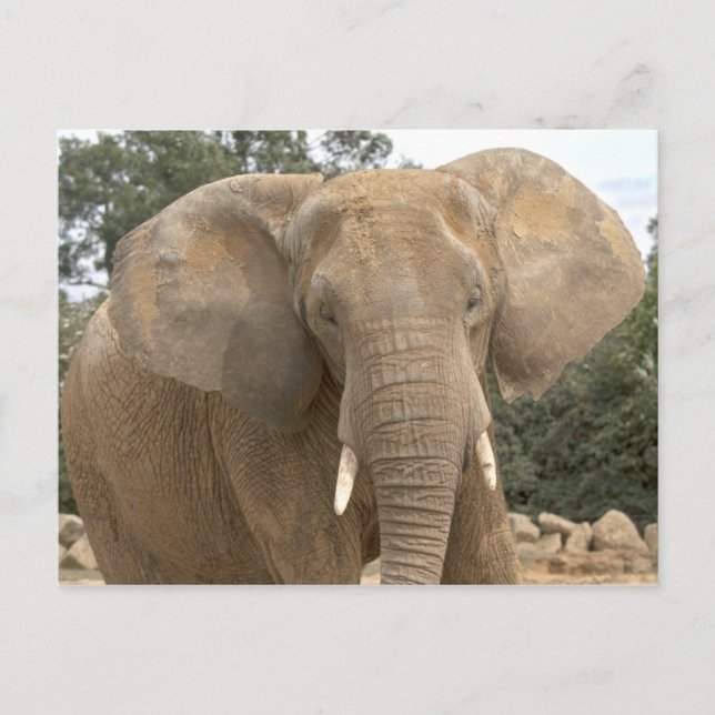 Carte postale Dumbo (Devant)