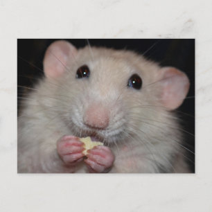 Carte postale Dumbo Rat