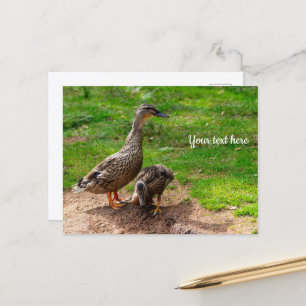 Carte postale d'un canard colvert et de son caneto