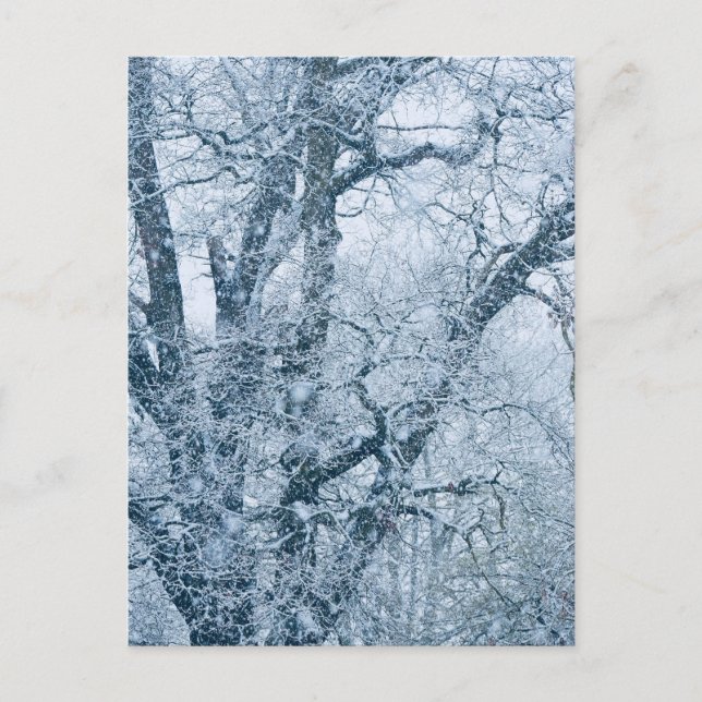 Carte postale d'un chêne dans la neige (Devant)