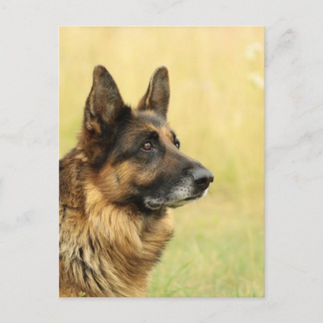 Carte postale d'un joli Berger Allemand (Devant)