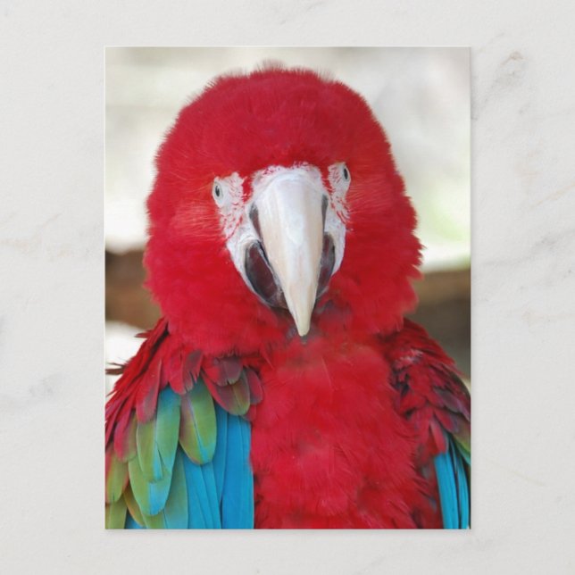 Carte postale d'un magnifique perroquet macaw (Devant)