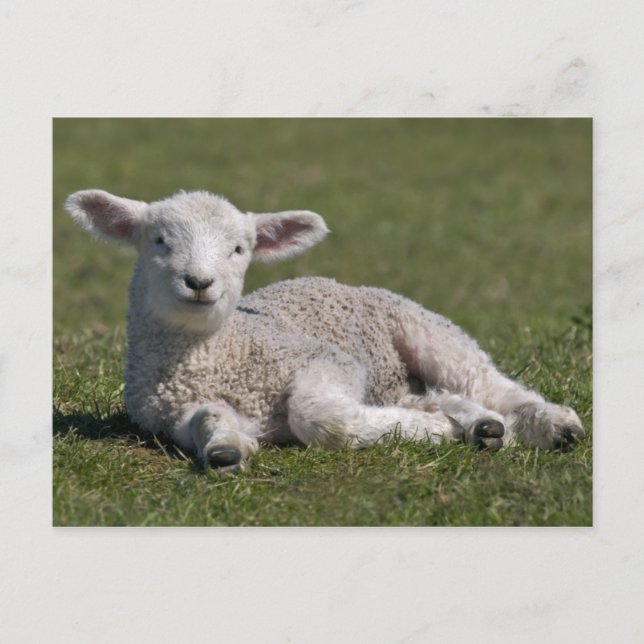 Carte postale d'un mouton mignon (Devant)