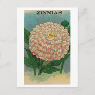 carte postale d'un paquet de graines de zinnia ros
