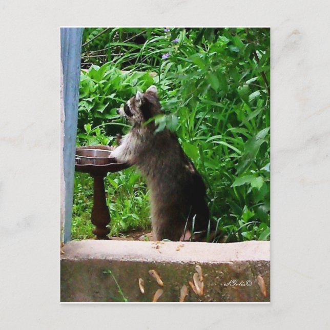 Carte postale d'un raton laveur mignon mangeant à  (Devant)