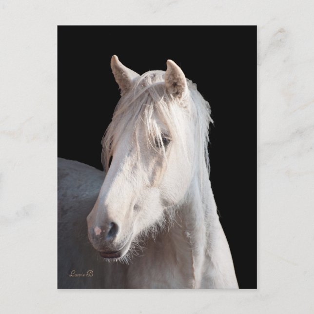 Carte postale Dunalino American Bashkir Curly (Devant)