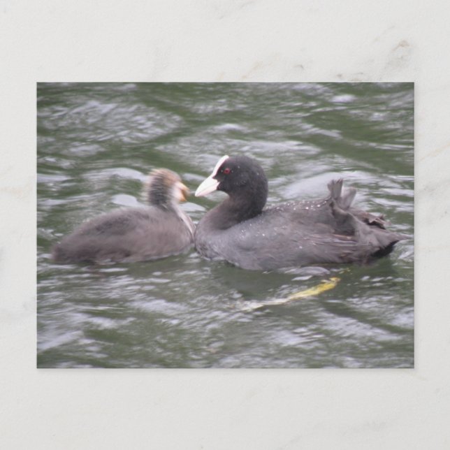 Carte postale d'une foulque nourrissant un poussin (Devant)