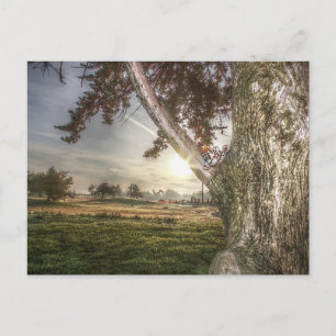 Carte postale d'une poupée léopard dans un arbre