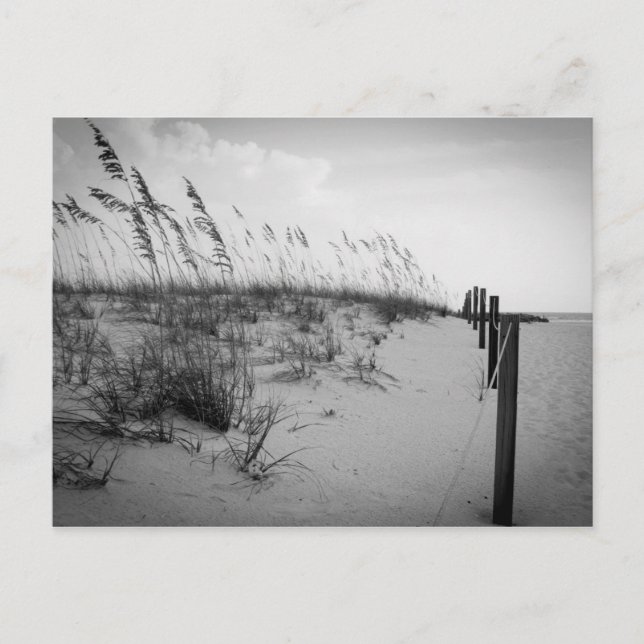 Carte Postale Dunes de sable de Floride (Devant)