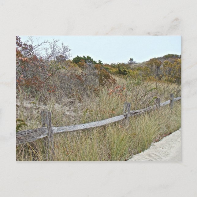 Carte Postale Dunes et Fence Island Beach State Park (Devant)