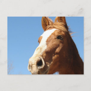 Carte Postale Dunnit