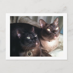 Carte Postale Duo birman_18