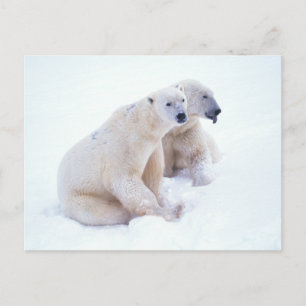Carte Postale Duo d'ours polaire
