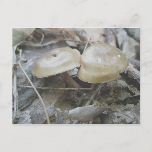 Carte postale Duo Mushrooms Brown (Devant)