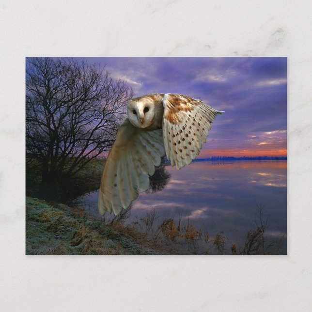 Carte postale "Dusk" (Devant)