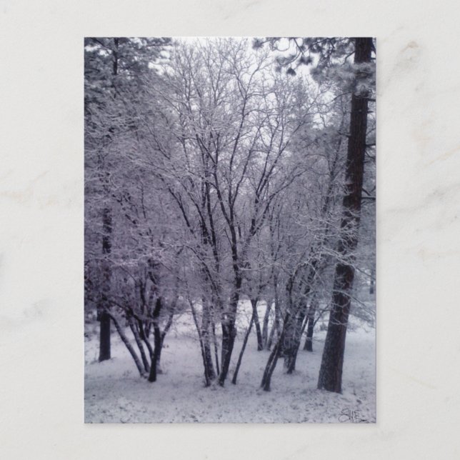 Carte Postale Dusting (Devant)