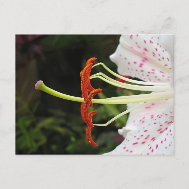 Carte Postale Dusty (Devant)