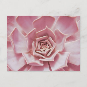 Carte Postale Dusty Rose rose Succulent Plante du désert du sud-