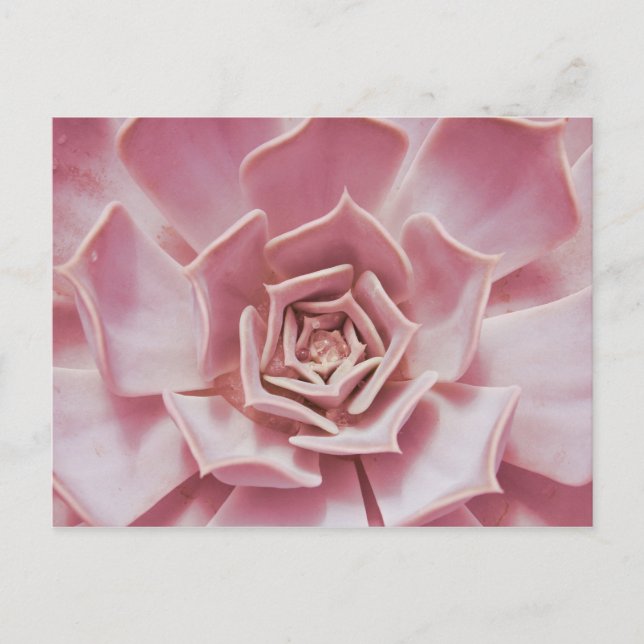Carte Postale Dusty Rose rose Succulent Plante du désert du sud- (Devant)