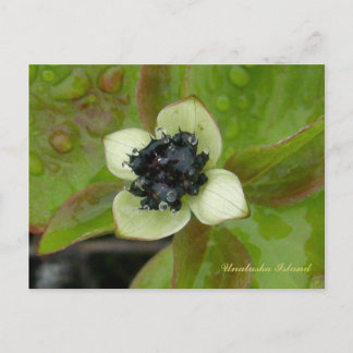 Carte Postale Dwarf Dogwood Blossom, île de l'Unalaska