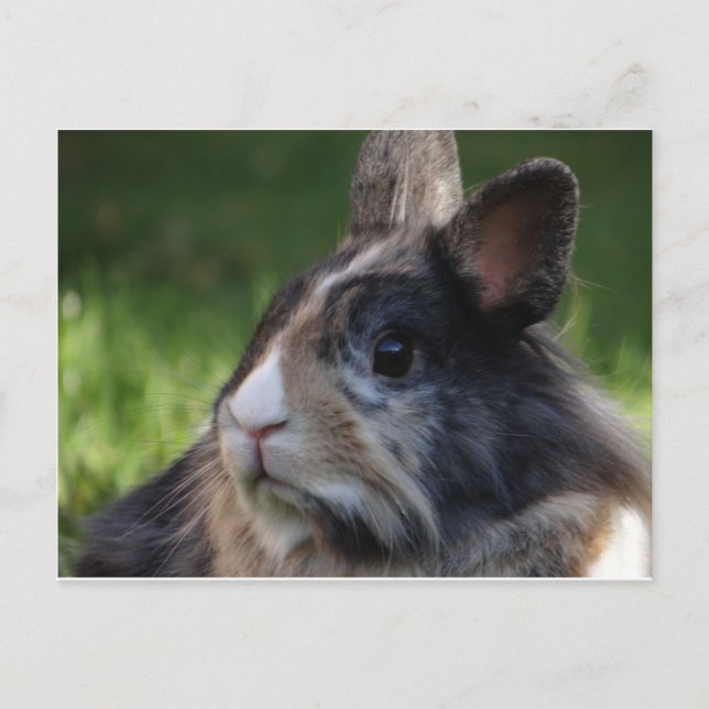Carte Postale dwarf rabbit-978y (Devant)