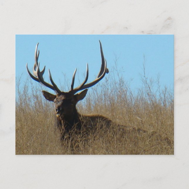 Carte Postale E26 Bull Elk Laying in the Weeds (Devant)