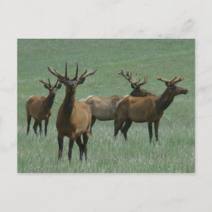 Carte Postale E33 Élan mâle en velours