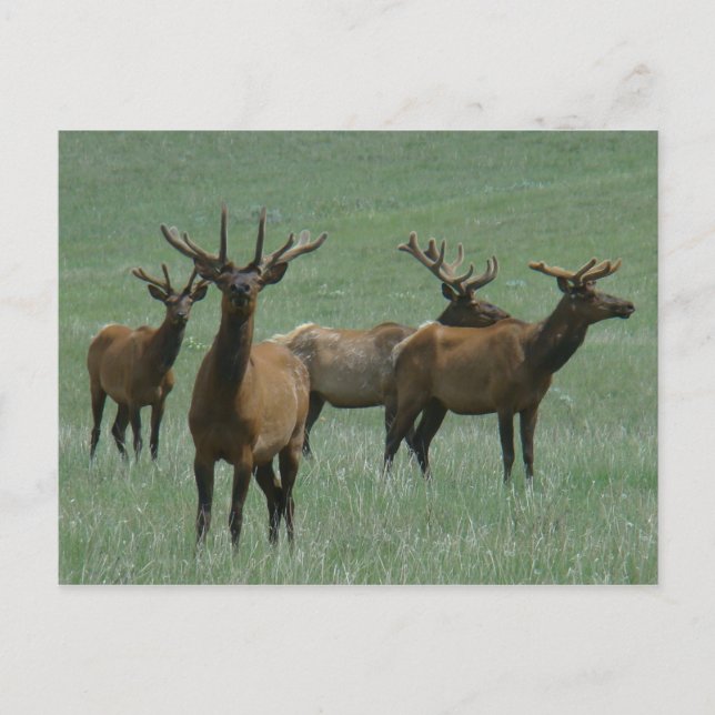 Carte Postale E33 Élan mâle en velours (Devant)