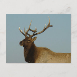 Carte Postale E42 Bull Elk