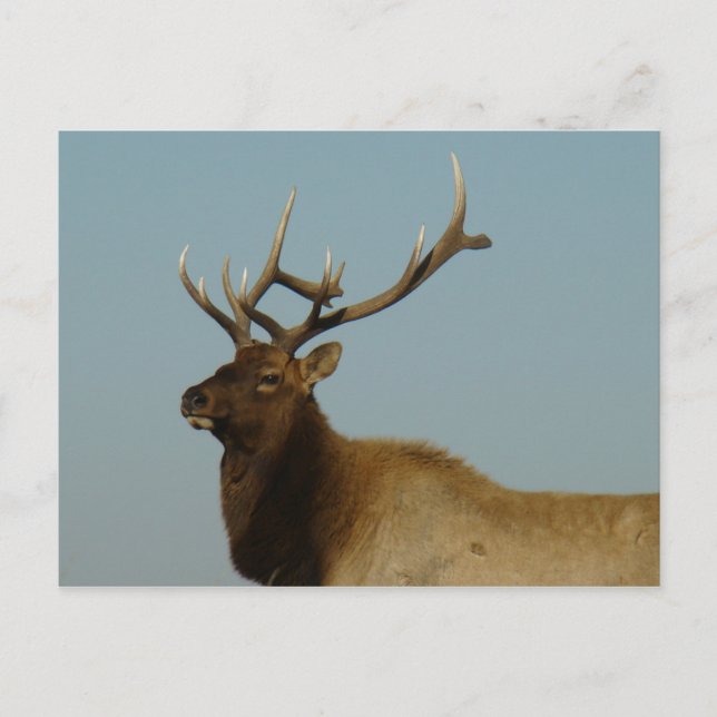 Carte Postale E42 Bull Elk (Devant)