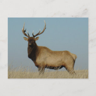Carte Postale E43 Bull Elk Sky Lined