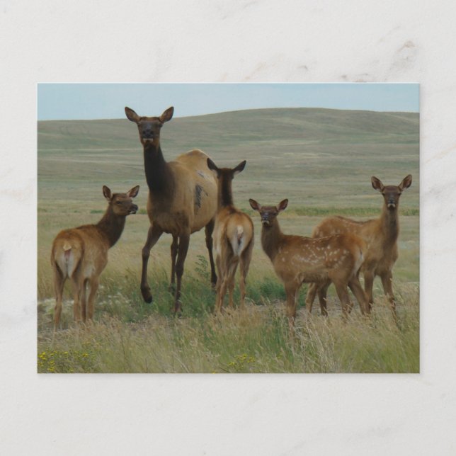 Carte Postale E44 Vache Wapiti et Jeunes (Devant)