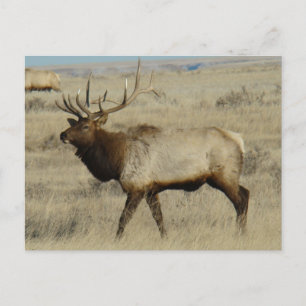 Carte Postale E55 Élan mâle Gros taureau
