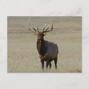 Carte Postale E59 Élan mâle Gros taureau
