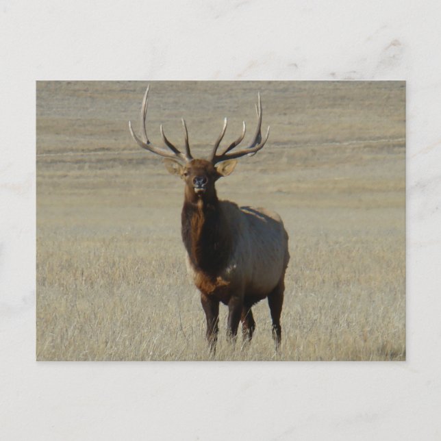 Carte Postale E59 Élan mâle Gros taureau (Devant)