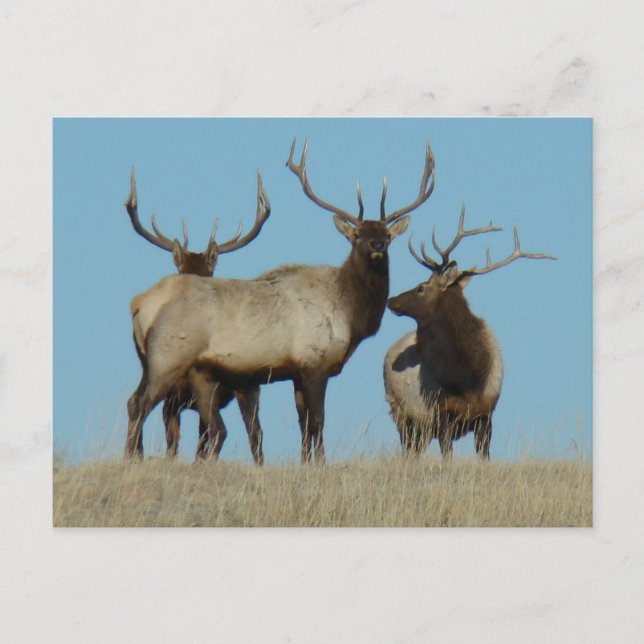 Carte Postale E60 Bull Elk Sky Lined (Devant)