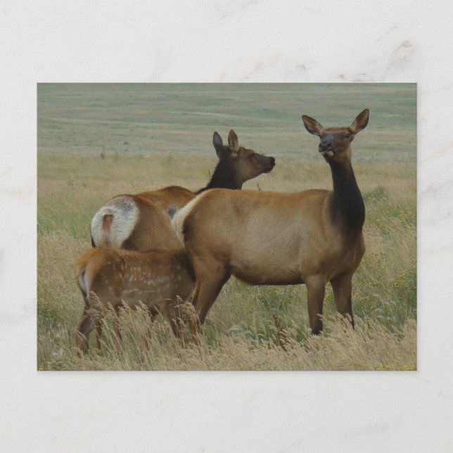 Carte Postale E61 Vache élan et veau (Devant)